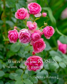 Warum wurzelnackte Rosen pflanzen?
Wurzelnackte Rosen kommen erst spät im Herbst, aber sie bieten dennoch Vorteile für Rosenliebhaber:
+ Mehr Auswahl
+ Preiswerter als Containerrosen
+ Wurzeln schneller
+ Weniger gießen in der Anwuchsphase
+ Haben dadurch einen deutlichen Zeitvorsprung gegenüber Containerrosen.
Wer Rosen liebt, bereitet die geplante Pflanzstelle vor und beschäftigt sich bis zur Lieferung seiner wurzelnackten Rose(n) mit Stauden oder setzt Blumenzwiebeln. Im Garten gibt es schließlich immer was zu tun.
https://www.wo-blumenbilder-wachsen.de/wurzelnackte-rosen-pflanzen/
Kurzlink: http://www.insbeet.de/wurzelnackte_rosen
#rosen #pflanzen #rosengarten #wurzelnackt #garten #gartenwissen #gartentipps #gartengestaltung #blumen #lebenmitblumen #gartenliebe #davidaustinroses #austin #kordes #gartenrosen #alterosen #meinschönergarten #pflanzzeit #pflanzenfreude #rose #rosenliebe #romantisch #lebenmitblumen #herbst #omsystemde
