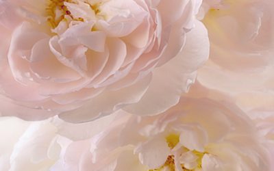 Blumenbild Englische Rose mit großem Duft