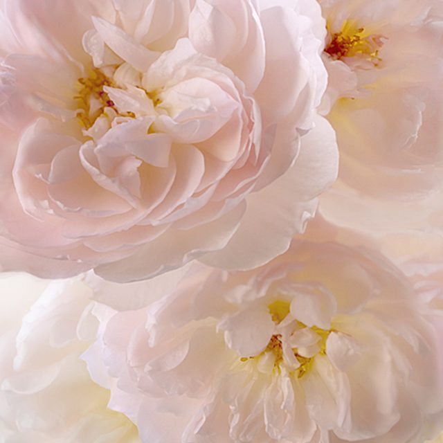 Blumenbild Englische Rose mit großem Duft