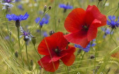 Blumenbild Mohn und Kornblumen, des Sommers höchstes Glück