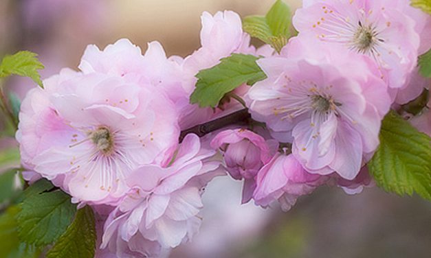 Fotokurs Blumenfotografie. 5 Tipps für bessere Blumenbilder.