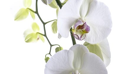 Stoffbanner Weiße Orchidee im Spezialformat