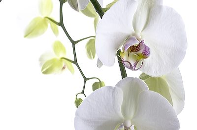Stoffbanner Weiße Orchidee im Spezialformat