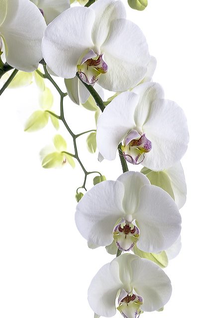Stoffbanner Weiße Orchidee im Spezialformat