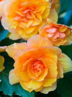 Knollenbegonien früh vorziehen
Knollenbegonien sind tolle Dauerblüher für schattige und halbschattige Standorte. Sie sind genügsam, auch pflegeleicht, aber sie haben eine SEHR lange Entwicklungszeit. Einige Sorten werden deshalb schon ab Februar vorgezogen.
Wer jetzt Knollenbegonien vorzieht sichert frühe Blütenpracht. Wissenswertes dazu im Blog:
https://www.wo-blumenbilder-wachsen.de/knollenbegonien-vorziehen/
Kurz: https://www.insbeet.de/Knollenbegonien
#begonien #balkonblumen #balkon #gartengestaltung #sommerblumen #schattenblumen #gartenblog #blume #pflanzen #begonie #gartentipps #gartenwissen #anzucht #omsystemde #knollen