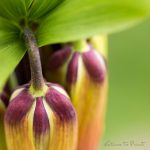 Faszination Blumenbilder Kaiserkronen in 7 Variationen