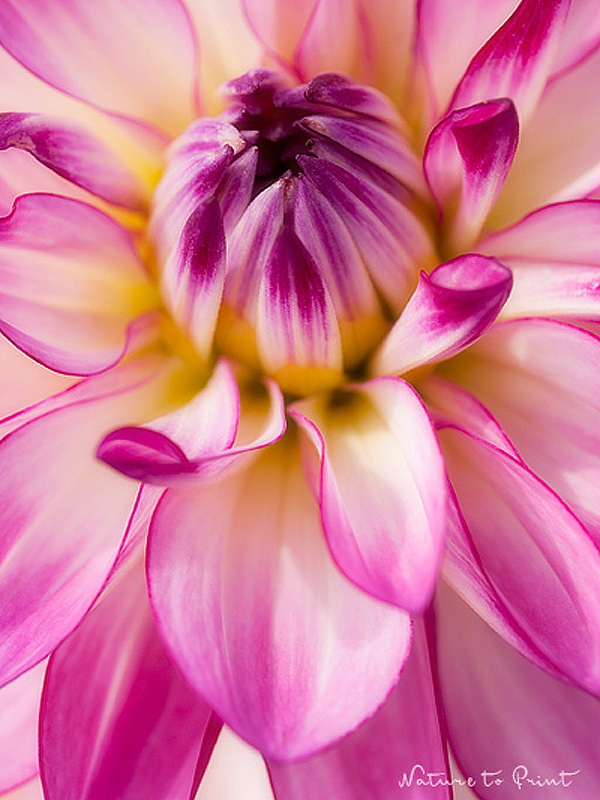 Blumenbild Dahlie, Blumenbild Oriental Dream