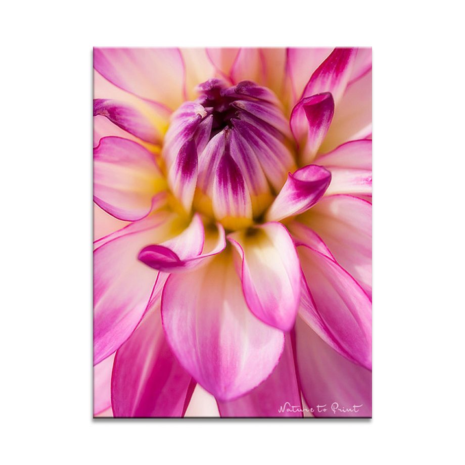 Flower Power mit Dahlie Oriental Dream