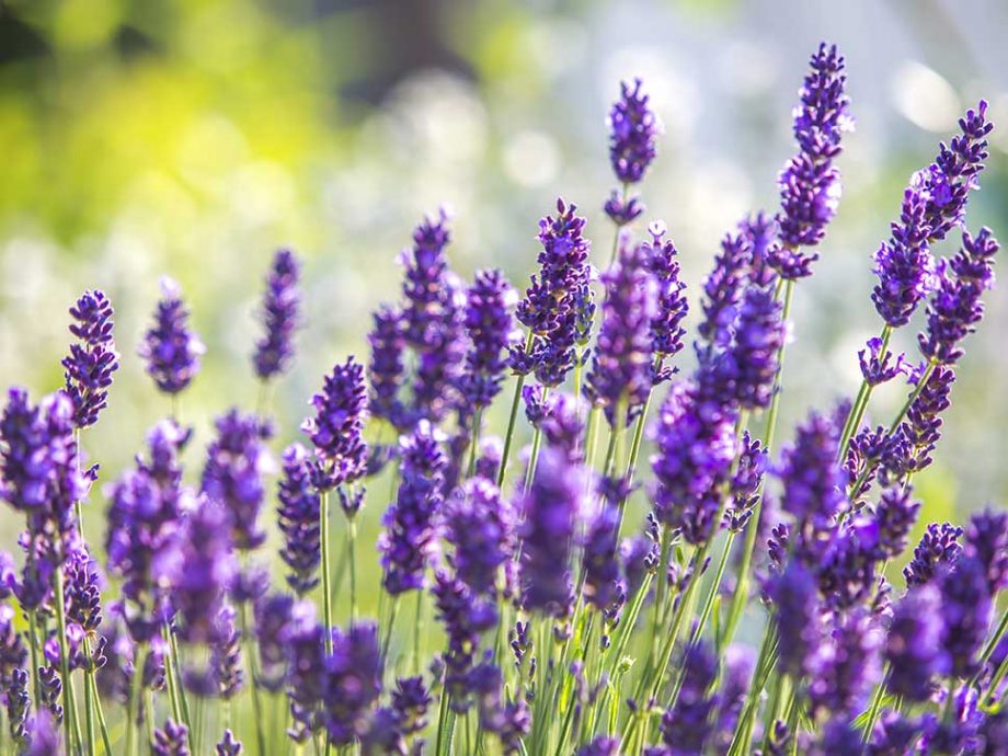 Fototapete Frühling: Lavendel im Gegenlicht