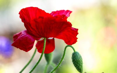 Blumenkissen Seidenmohn: robust, unübersehbar und charakterstark.