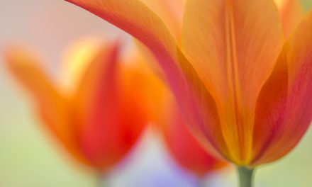 Leinwandbild Tulpe Orange Beauty bringt ewigen Frühling