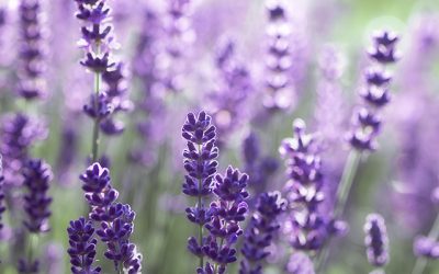 Blumenbild Lavendel für immer. Ein Licht durchflutetes Sommerbild.