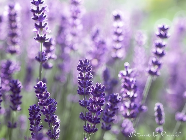 Blumenbild Lavendel für immer. Ein Licht durchflutetes Sommerbild.