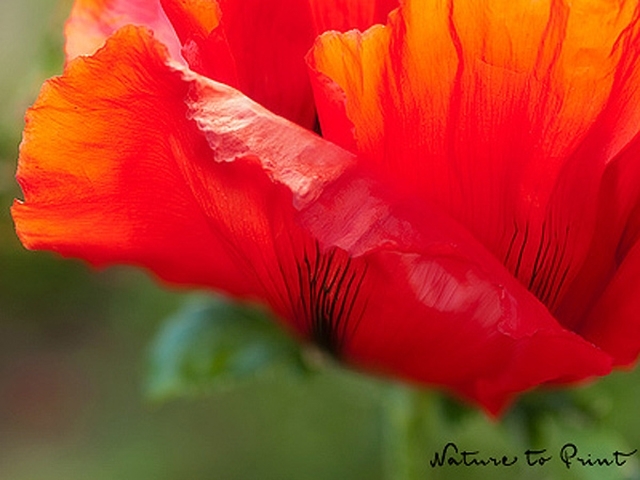 Orientalischer Mohn vor Grün setzt Zeichen