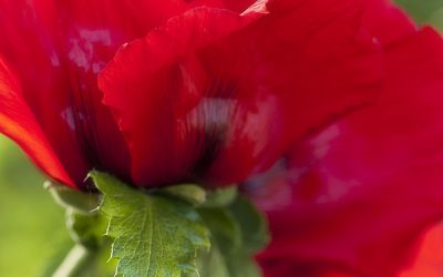 Blumenkissen Orientalischer Mohn. Einladung zum Kuscheln.