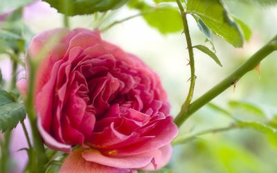 Rosen und Lavendel im morgendlichen Gegenlicht