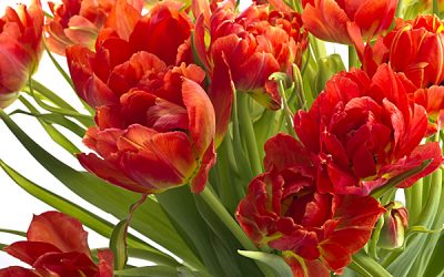 Fototapete Feuertulpen heizt den Frühling ein