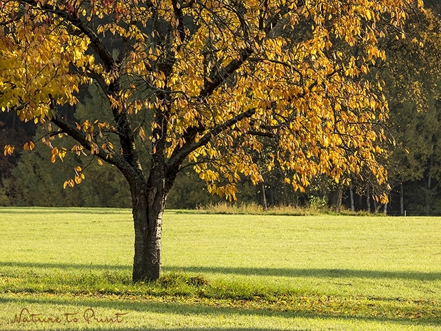 Fotokurs goldener Herbst: So fotografieren Sie Natur im goldenen Licht
