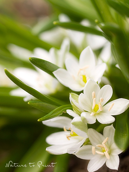 Fototapete Milchsterne bringt Frühling an die Wand.