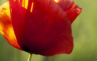 Blumenkissen Mohn im Abendlicht