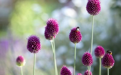 Blumenbilder, die den Frühling verkünden