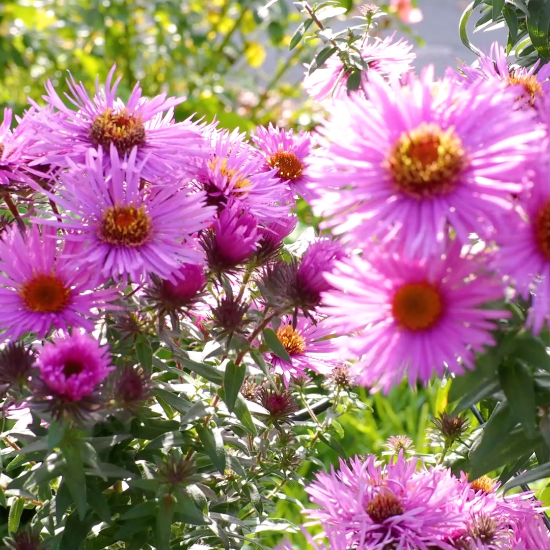 Astern, Leidenschaft für einfaches Gärtnern
Astern blühen wochenlang, sind anspruchslos und pflegeleicht. Zudem locken sie Bienen, Hummeln und Schmetterlinge an, die in den bunten Sternblüten auch noch im Spätherbst reichlich Pollen und Nektar finden.
Die genügsamen Stauden sind von Haus aus vermehrungsfreudig und säen sich überall aus, wenn man sie lässt. Besser ist es jedoch, sie regelmäßig zu teilen und zu versetzen. Da weiß man, welche Sorte man hat. Beim Kauf achte man auf Mehltau und Welkeresistente Sorte und Standfestigkeit.
Ein sonniger, luftiger Standort in nahrhafter Erde ist wichtig, damit Mehltau erst gar nicht entsteht.
Im Blog: Gesunde Astern pflanzen, pflegen und lieben
https://www.wo-blumenbilder-wachsen.de/astern-pflanzen-pflegen-lieben/
Kurz: https://www.insbeet.de/Asternliebe
#astern #garten #stauden #pflanzen #staudengarten #pflanzenliebe #gartengestaltung #garteninspiration #gartenzeit #naturgarten #bienen #bienenfreundlich #gartentipps #gärtnern #gartenwissen #herbstgarten #herbst #pflanzenpflege #bienenweide #insekten #gartenträume #blumengarten #insektenfreundlich #landhausgarten #wirliebenpflanzen #omysstemde