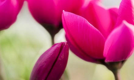 Botanische Tulpen wecken Frühlingsgefühle