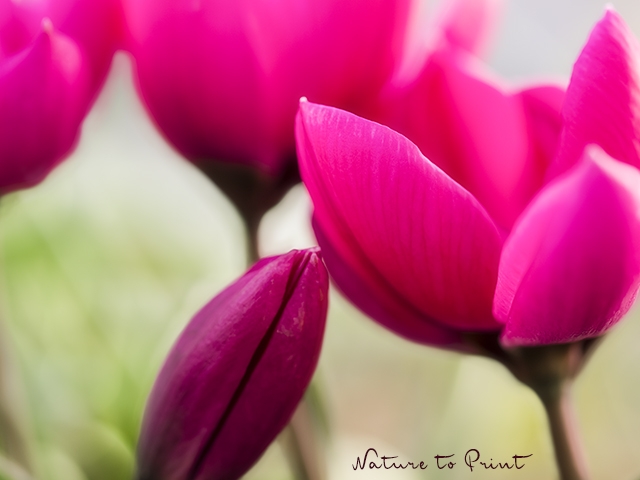 Botanische Tulpen wecken Frühlingsgefühle