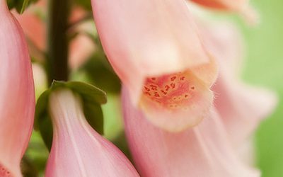Blumenbild Fingerhut, giftige Schönheiten gefahrlos genießen.