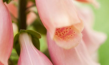 Blumenbild Fingerhut, giftige Schönheiten gefahrlos genießen.