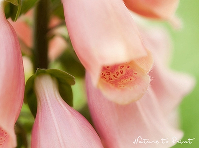 Blumenbild Fingerhut, giftige Schönheiten gefahrlos genießen.