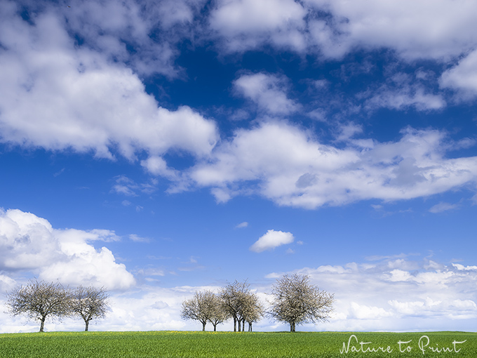 Landschaftsbild Blühende Kirschbäume am Horizont