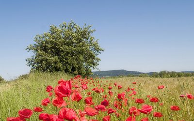 Fototapete Klatschmohn im Feld bringt Sommerlaune