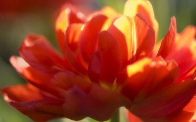 Blumenbild Rote Tulpe, wie gemalt.