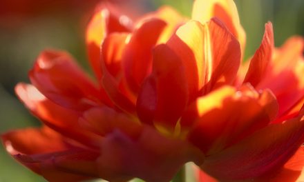 Blumenbild Rote Tulpe, wie gemalt.