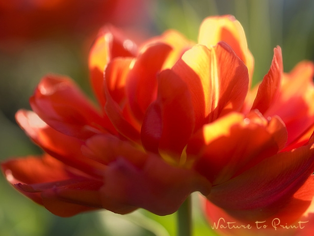 Blumenbild Rote Tulpe, wie gemalt.