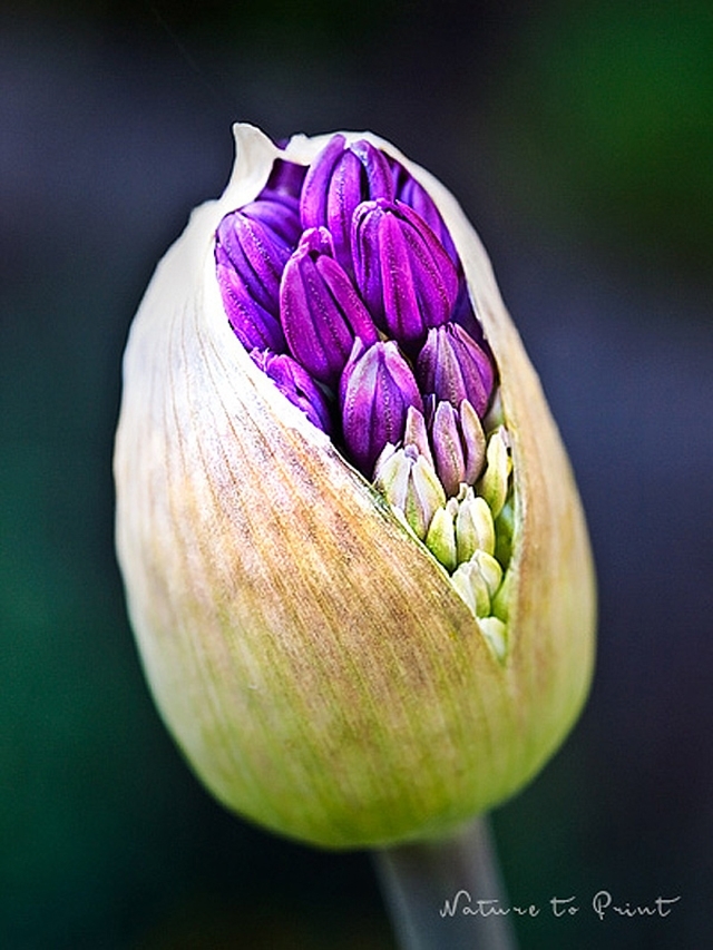 Blumenbild: Aufbruch mit Allium Zierlauch