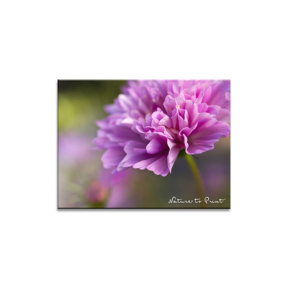 Zauberhafte Sommerblumen | Schmuckkörbchen | Cosmea
