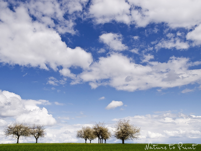 Romantische Kirschblüte in Franken Fototapete, Kirschbaum, Kirschblüte, Landschaftsbild Landschaftsbild auf Leinwand Kirschblüte bei Lilling