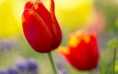 Blumenbild Rote Tulpen, von der Sonne geküsst.