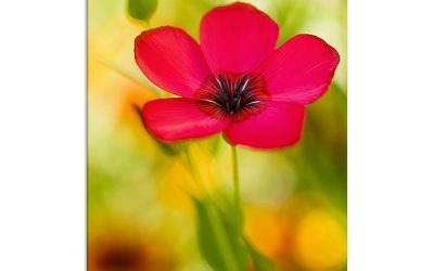 Blumenbild Roter Lein vor Goldmohn. Gartenglück auf Leinwand.
