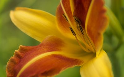Blumenkissen Taglilie Frans Hals, schick und behaglich