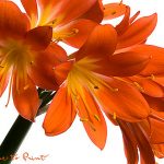 Blumenbild Clivie: unübersehbar, motivierend, wunderbar.