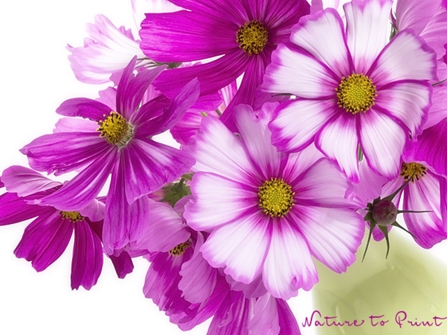 Blumenbild zweifarbiges Schmuckkörbchen, freigestellt auf Weiß