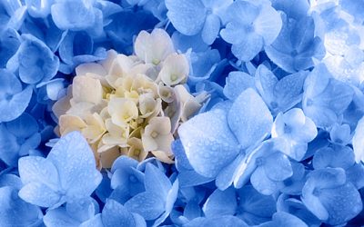 Blumenbild Hortensie „Blau umrankt“ ist Romantik für Träumer