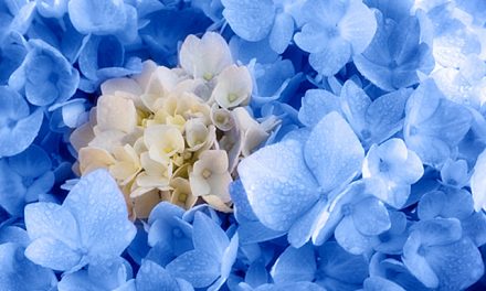 Blumenbild Hortensie “Blau umrankt” ist Romantik für Träumer