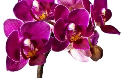 Blumenkissen Mini-Orchidee „Alle Neune“