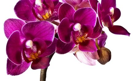 Blumenkissen Mini-Orchidee “Alle Neune”
