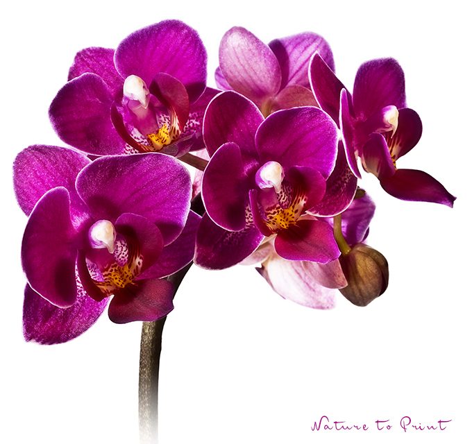 Blumenkissen Mini-Orchidee „Alle Neune“