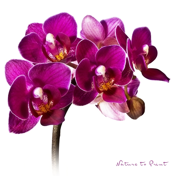 Blumenkissen Lila Mini-Orchidee